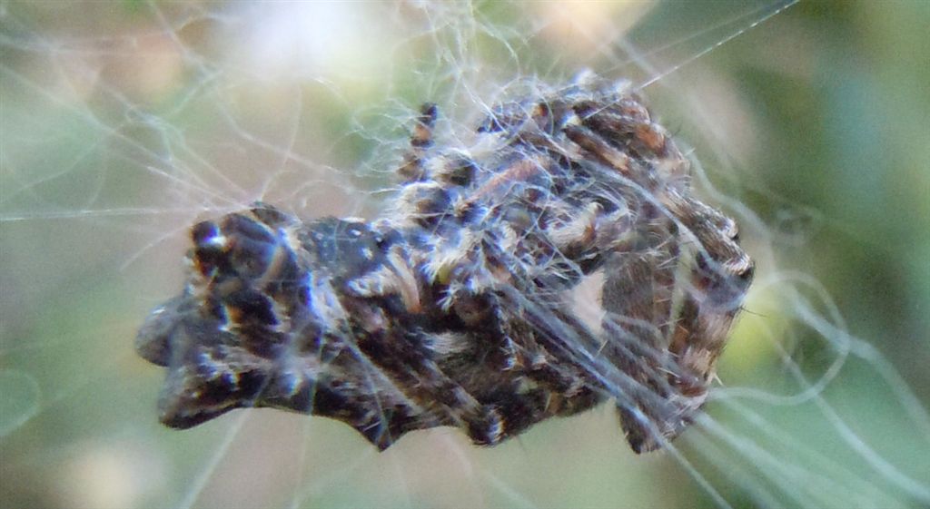 Araneus angulatus? No. Cyrtophora citricola